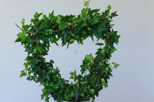 Green ivy rivers in heart -from in front of white background