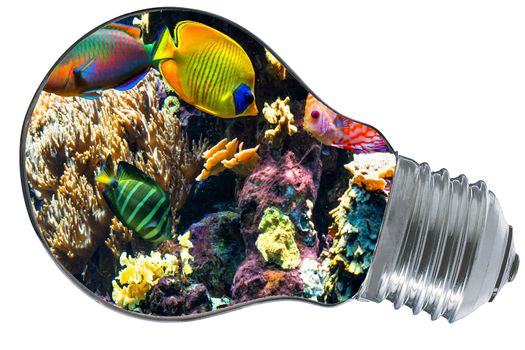 Colorful beautiful fish and underwater landscapes inside a lightbulb.