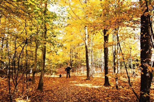 Autumn Forest in its beauty fading and falling of yellow and red leaves gives it a special flavor
man went for a walk with their dogs
13.5x9in.