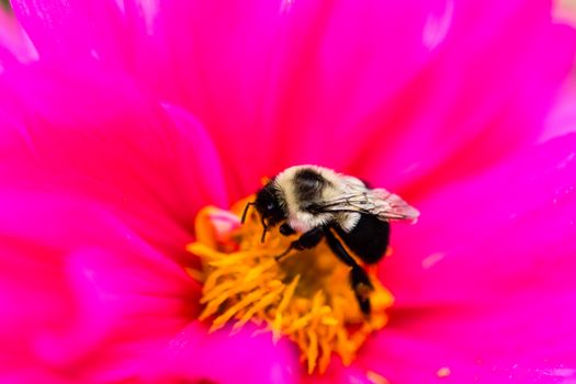 Bumblebee is stocked with nectar in the last days of summer