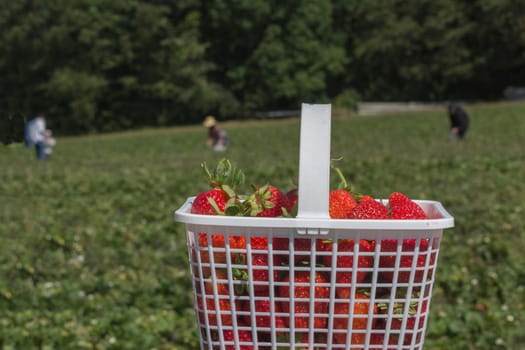 White basket full of fresh strawberries against a strawberry field