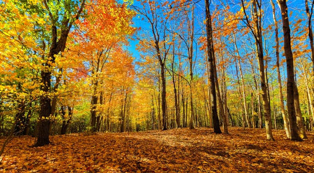 Autumn Forest in its beauty fading and falling of yellow and red leaves gives it a special flavor
20x11in.