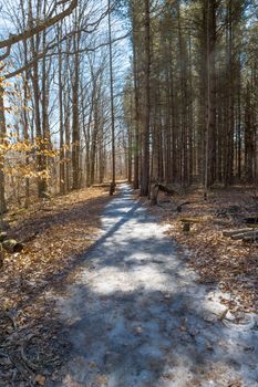 Forest road in early spring still covered with thin, slippery ice
