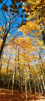 Autumn Forest in its beauty fading and falling of yellow and red leaves gives it a special flavor