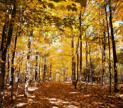 Autumn Forest in its beauty fading and falling of yellow and red leaves gives it a special flavor
