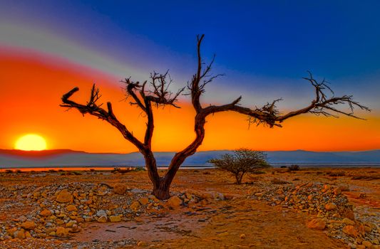 
The photo was taken in the Arava desert
Stylish panoramic photos on a wall will create the unique mood, acting as peerless feature of your apartments, office or cottage house, making it more outstanding and inimitable in its beauty. It can be also a great present for the housewarming, wedding, or just as a business present.
15x10in.

