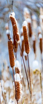 Photo of reeds, which are under the first fallen snow
13.3 x5.6 in.

