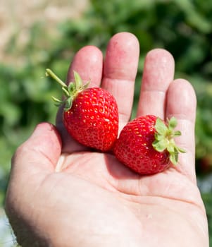 Two berries of red ripped strawberries in the palm of a little girl