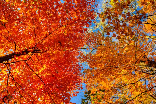 Two species of trees  of a different color of autumn leaves bent their tops