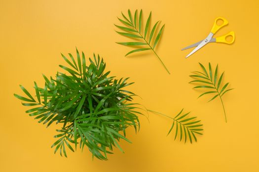 Little palm tree on bright yellow background, with some leaves cut with scissors.