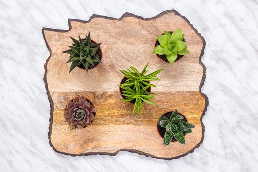Pots with little succulent plants on beautiful wooden surface, on marble background.