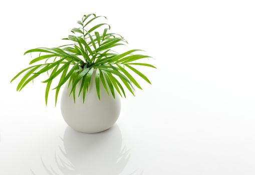 Green palm leaves in a white ceramic vase, on white background, with reflection.