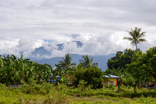 jungle home in mindoro philippines lush green forest