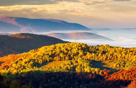 cloud inversion in autumn mountains. beautiful morning scenery of Carpathian mountains. Colorful foliage on hillside. thick fog float in valley. 