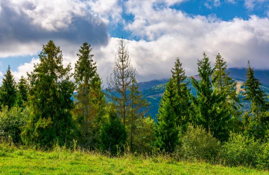 spruce forest on the grassy hillside in mountains. lovely landscape with gorgeous sky