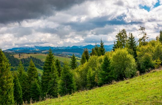 forested hills of Carpathian mountains. beautiful landscape with mountain ridge in the distance