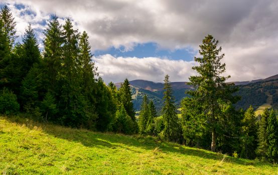 spruce forest on the grassy hillside. lovely mountainous landscape with gorgeous sky