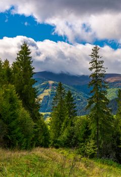 forested hills of Carpathian mountains. beautiful scenery on a cloudy day