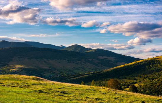 beautiful mountain landscape in afternoon. grassy meadow and forested hills of Carpathian mountains. Pikui mountain in the far distance. gorgeous blue sky with golden clouds