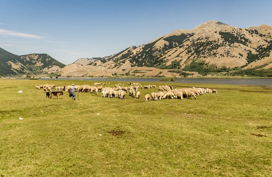 farm sheep lambs surrounded by beautiful Italian landscape