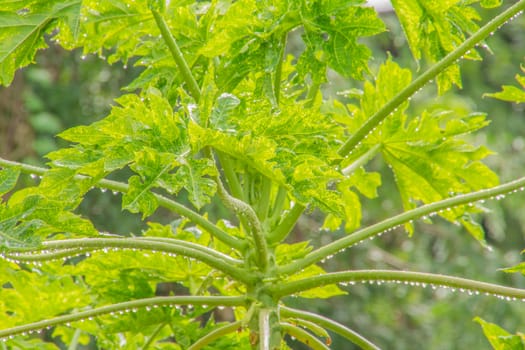 Fresh Treetop papaya Beautiful after raining