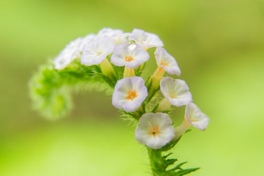 Blur focus closeup flower of Heliotropium indicum herb