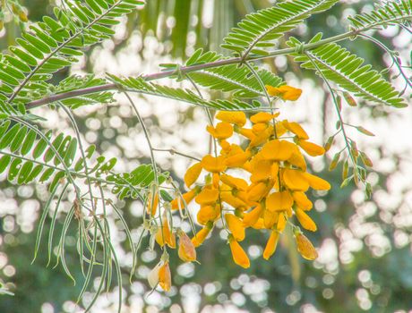 Sesbania Flower