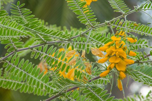 Sesbania Flower