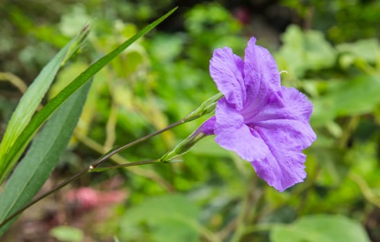 A Purple ruellia squarrosa or Wild petunias
