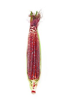 Fresh red corn isolated on white background.