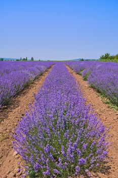 Lavender Field in Bulgaria