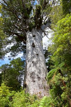 Kauri Tree (Agathis australis)