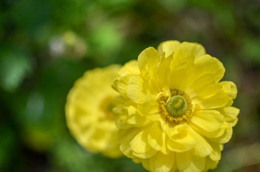 Beautiful Yellow Ranunculus asiaticus Flower in Spring with soft bokeh in the flowerbed