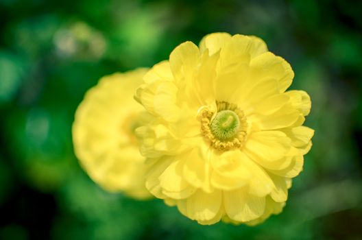 Beautiful Yellow Ranunculus asiaticus Flower in Spring with soft bokeh in the flowerbed