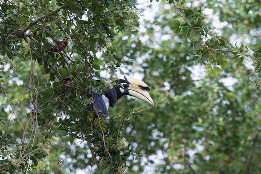 The plumage of the head, neck, back, wings and upper breast is black with a slight green.