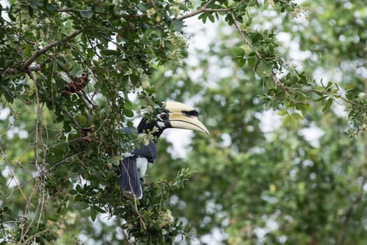 The plumage of the head, neck, back, wings and upper breast is black with a slight green.