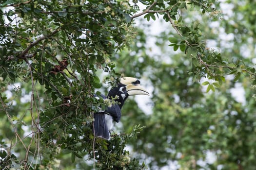 The plumage of the head, neck, back, wings and upper breast is black with a slight green.