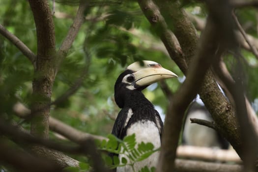 The plumage of the head, neck, back, wings and upper breast is black with a slight green.