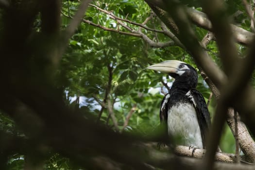 The plumage of the head, neck, back, wings and upper breast is black with a slight green.