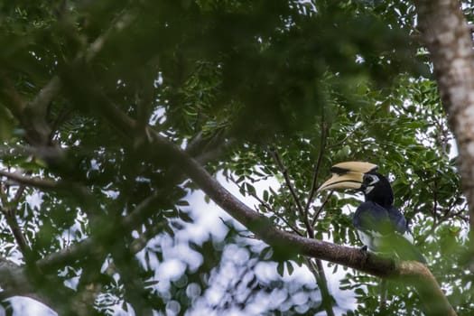 The plumage of the head, neck, back, wings and upper breast is black with a slight green.