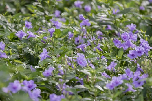 purple flower is growth in the ground and have green and purple