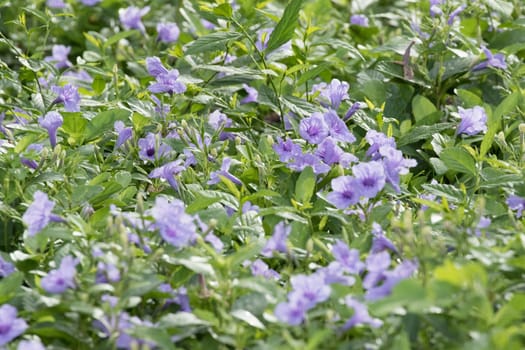 purple flower is growth in the ground and have green and purple