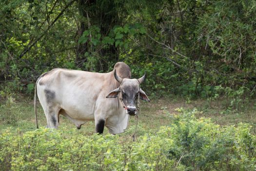 cows is eatting grass and walk around the lake . Its has many colour such as orange white brown black .