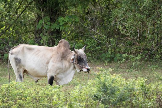 cows is eatting grass and walk around the lake . Its has many colour such as orange white brown black .