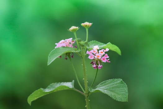 lantana is a rugged evergreen shrub from the tropics