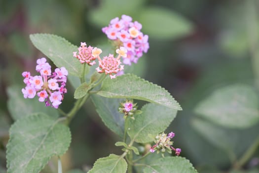 lantana is a rugged evergreen shrub from the tropics