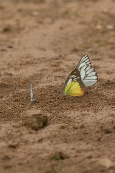 Butterflies are insects in the macrolepidopteran clade Rhopalocera from the order Lepidoptera and Its have the typical four-stage insect life cycle