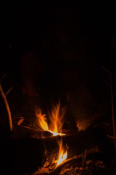 the bonfire is burning firewood in forest and have heat for body