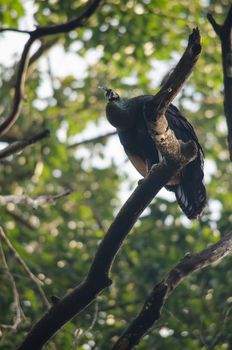 Green peafowl are large birds, amongst the largest living galliforms in terms of overall size