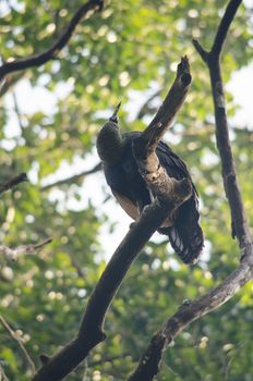 Green peafowl are large birds, amongst the largest living galliforms in terms of overall size